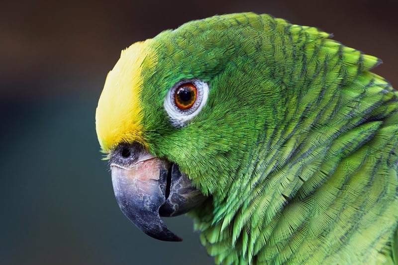 Amazon Jungle