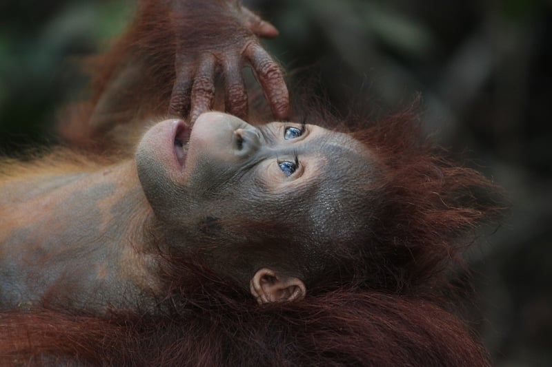 Borneo Rainforest